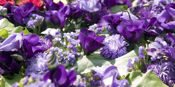 Farbenfrohe Pflanzen und schöne Blumen — Stockfoto