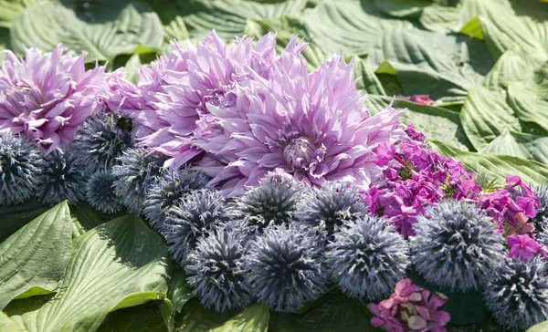 Kolorowe rośliny i piękne kwiaty — Zdjęcie stockowe