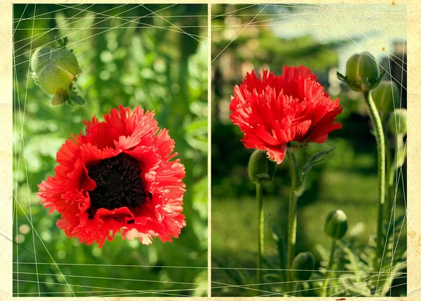 花の素敵な花 — ストック写真
