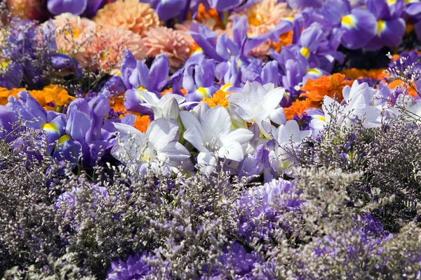 Барвисті рослини і красиві квіти — стокове фото