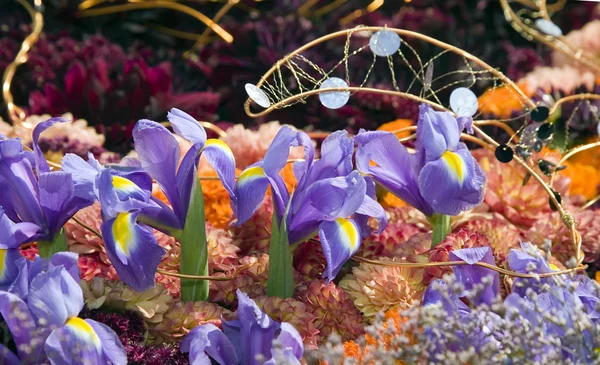 Plantas coloridas y hermosas flores — Foto de Stock