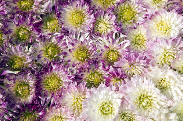 Kolorowe rośliny i piękne kwiaty — Zdjęcie stockowe
