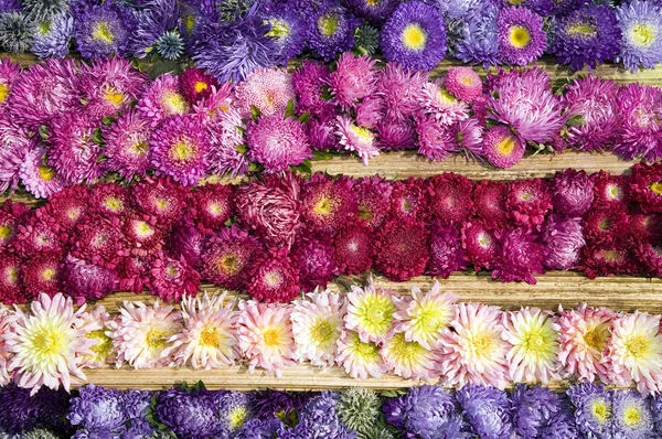 七彩花朵的质感 — 图库照片