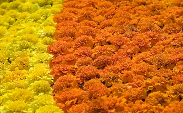 Texture of beautiful yellow and orange flowers — Stock Photo, Image