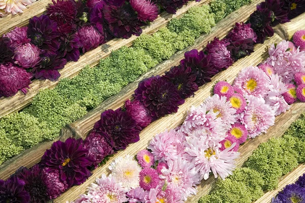 Textuur van kleurrijke bloemen — Stockfoto