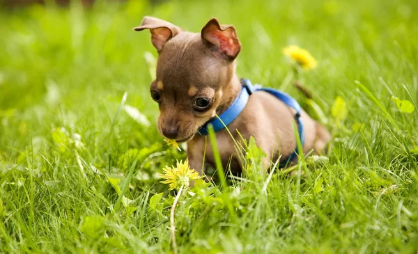 Kis kutya hívják toy terrier és a fű — Stock Fotó