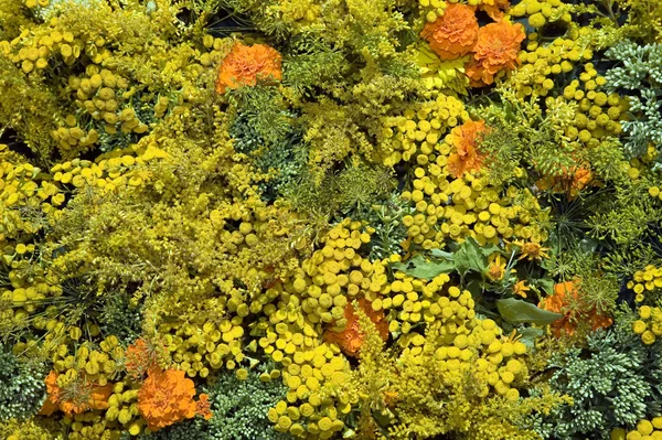 Textuur van mooie gele en oranje bloemen — Stockfoto
