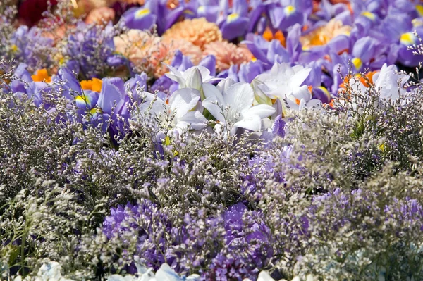 Πολύχρωμα φυτά και πανέμορφα λουλούδια — Φωτογραφία Αρχείου