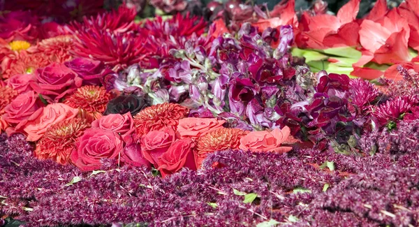 Farbenfrohe Pflanzen und schöne Blumen — Stockfoto