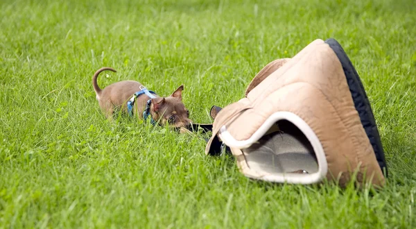 Μικρό σκυλί που ονομάζεται Τεριέ Τόι και γρασίδι — Φωτογραφία Αρχείου