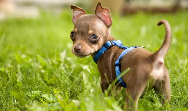 Маленький собака називає іграшковим тер'єром і травою Ліцензійні Стокові Фото