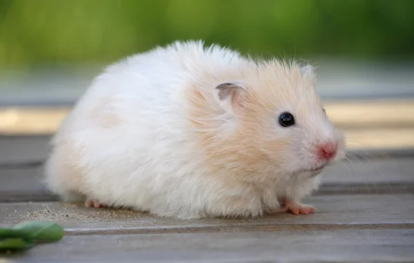 Hamster für einen Spaziergang — Stockfoto