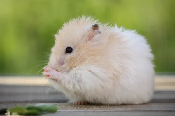 Hamster for a walk — Stock Photo, Image