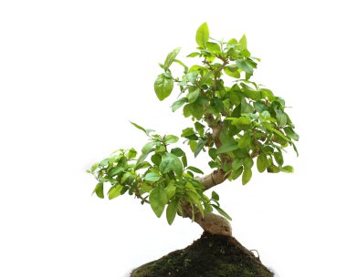 Bonsai on white background clipart