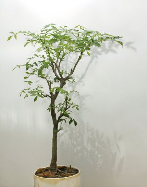 Tencerede bonsai ağacı