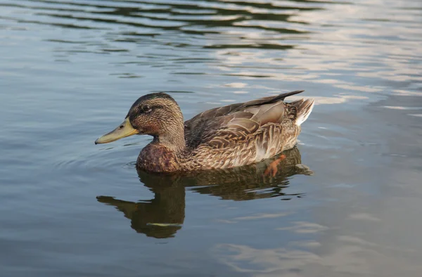 Duck in lake — Stock Photo, Image