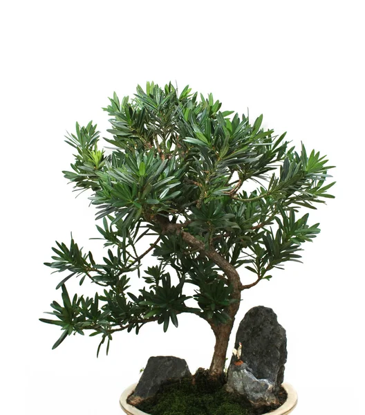 Bonsai on white background — Stock Photo, Image