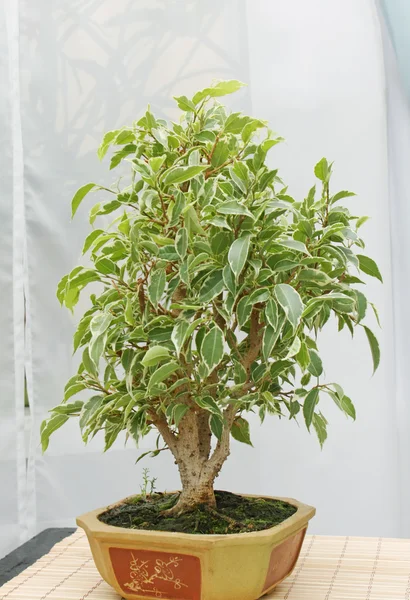 Árvore de bonsai em um pote — Fotografia de Stock