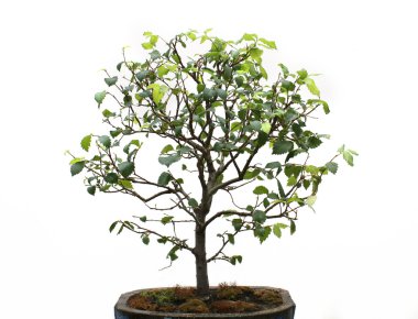 Bonsai on a white background clipart