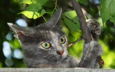 Cat playing with a tree branch clipart