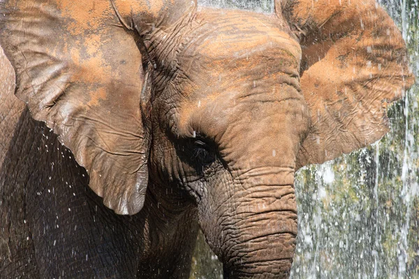 Afrikanske elefanter – stockfoto