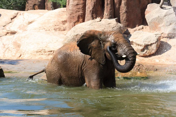 stock image African elephants