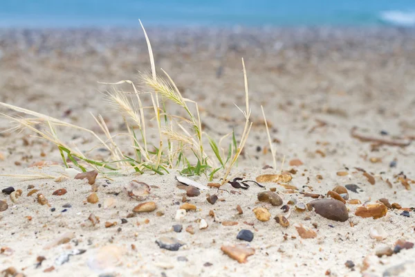 Praia areia e grama — Fotografia de Stock