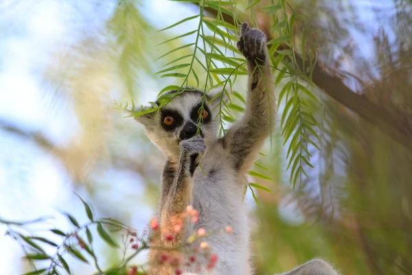 环尾狐猴（Lemur catta）) — 图库照片