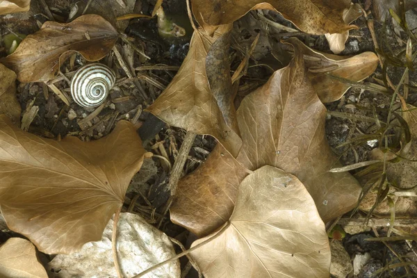Schneckenhaus und alte trockene Blätter Stockbild