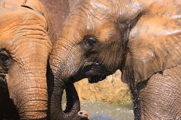 Słonie afrykańskie Obrazek Stockowy
