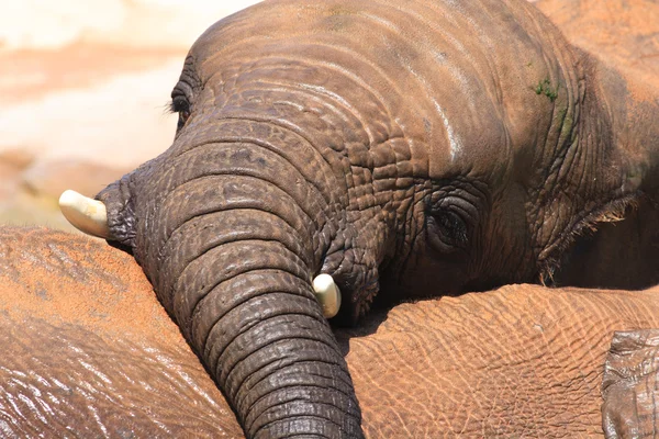 Afričtí sloni Stock Obrázky