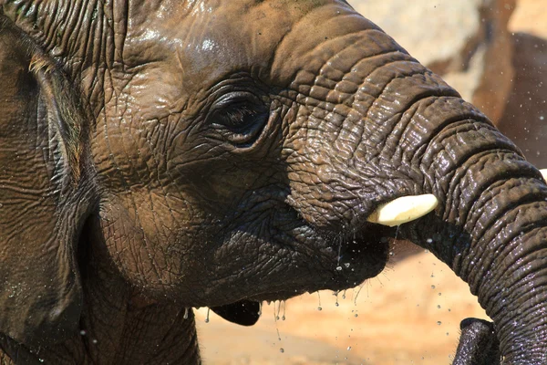 Elefantes africanos Fotografias De Stock Royalty-Free