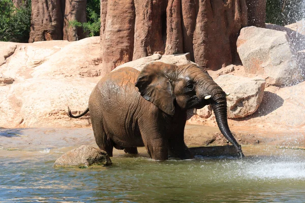 Elefantes africanos Fotografias De Stock Royalty-Free