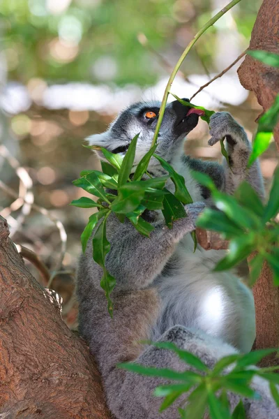 Ringsvansad lemur (Lemur catta)) Stockbild