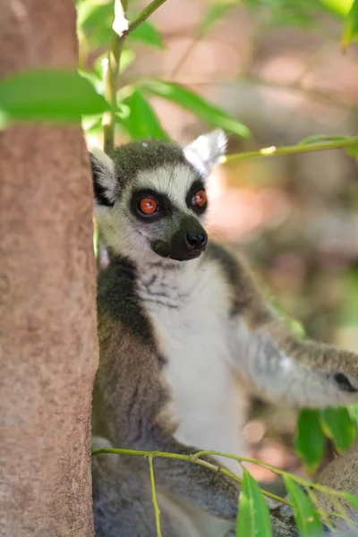 Ringschwanzmaki (Lemur catta)) Stockbild