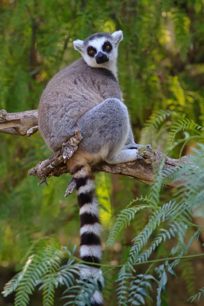 Ringstaartmaki (Lemur catta)) Stockfoto