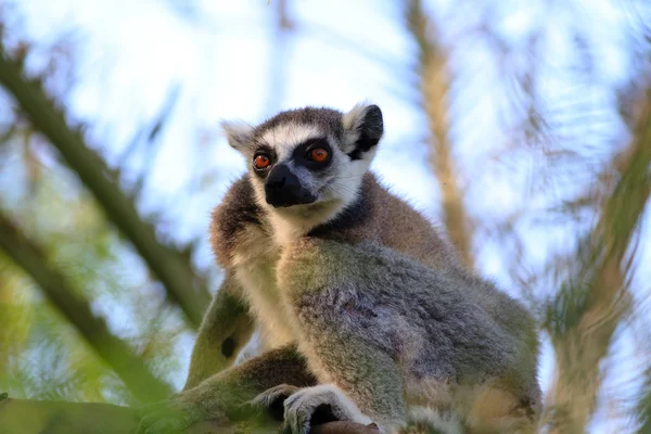 Ringstaartmaki (Lemur catta)) Stockafbeelding