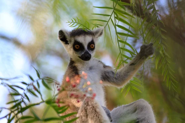 Lémure-de-cauda-anelada (Lemur catta) Imagens Royalty-Free