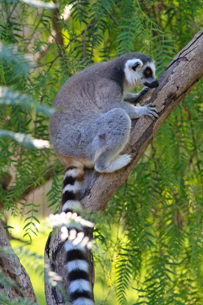 Ringsvansad lemur (Lemur catta)) Stockfoto