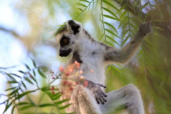 Lémure-de-cauda-anelada (Lemur catta) Imagens Royalty-Free