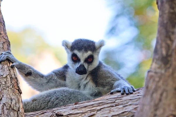 Λαιμός με κυκλική ουρά (Lemur catta) Εικόνα Αρχείου