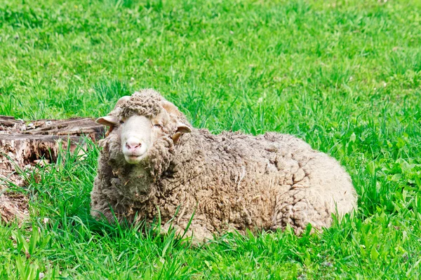 Ram grazing at green rural pasture — Stock Photo, Image