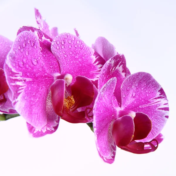 Ροζ λουλούδια ορχιδέας — Φωτογραφία Αρχείου