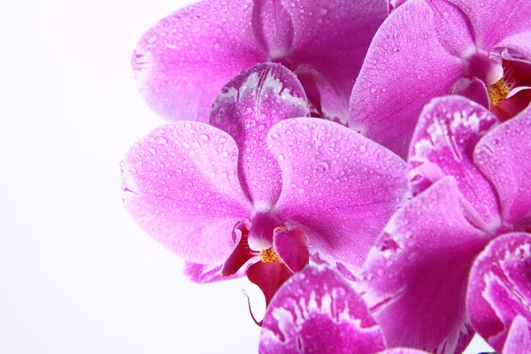 Różowe kwiaty storczyka — Zdjęcie stockowe