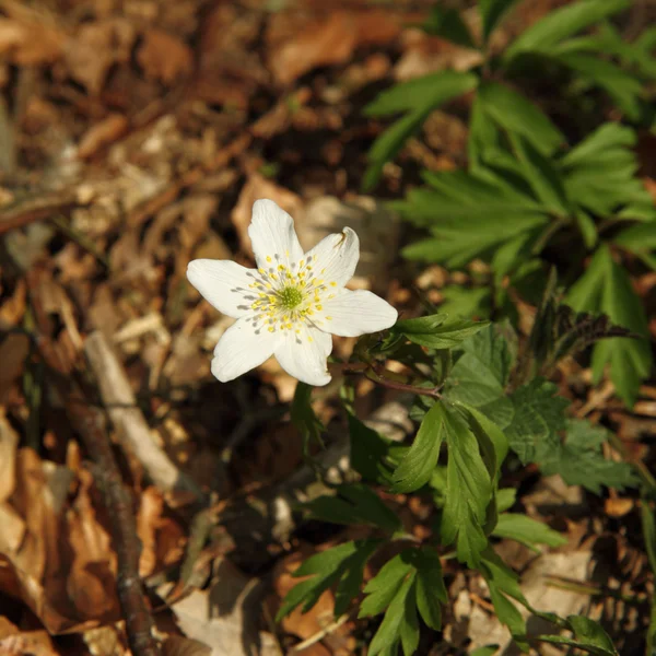 stock image White flower