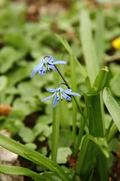 Fleurs bleues sauvages — Photo