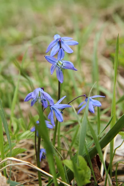 Vilda blå blommor — Stockfoto