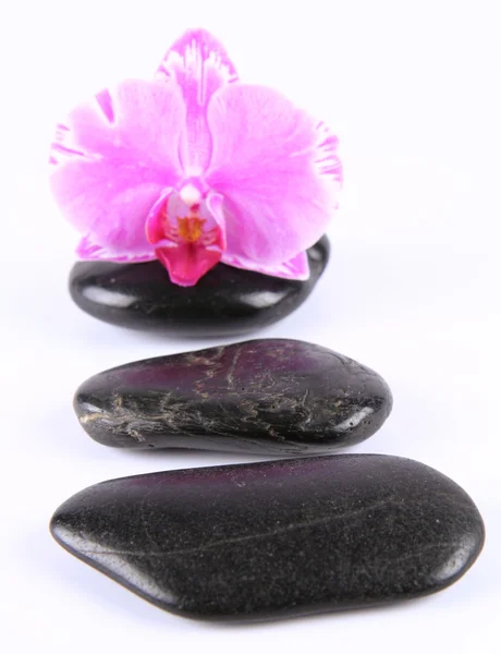 Spa kövek és orchidea — Stock Fotó