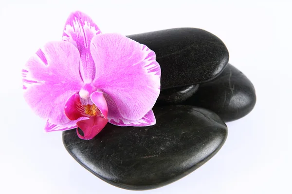 Spa kamienie i orchidea — Zdjęcie stockowe