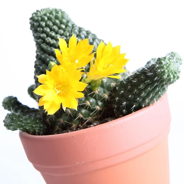 Bloeiende cactusplant — Stockfoto